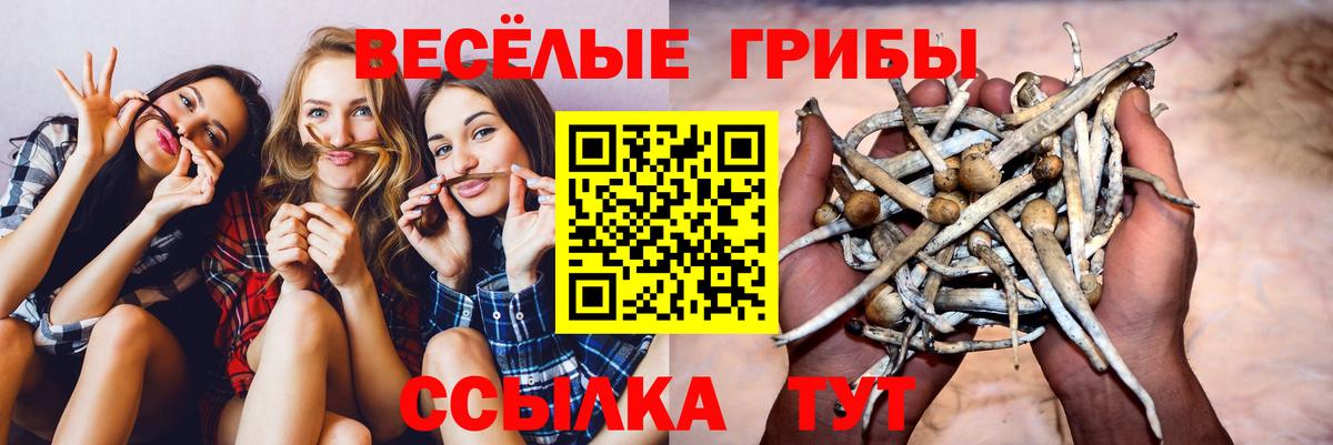 Галлюциногенные грибы мицелий  Псилоцибиновые грибы GOLDEN TEACHER  Армавир  Вход с VPN 